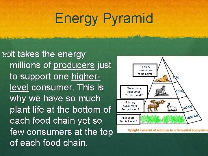 Energy Pyramid It takes the energy millions of producers just to support one higherlevel