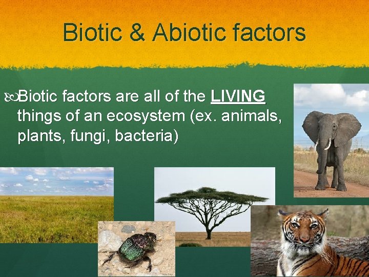 Biotic & Abiotic factors Biotic factors are all of the LIVING things of an
