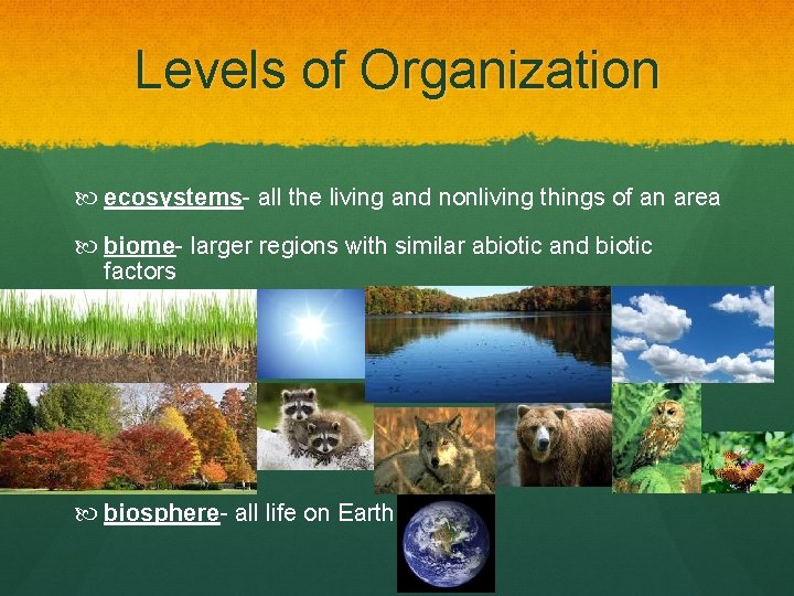 Levels of Organization ecosystems- all the living and nonliving things of an area biome-