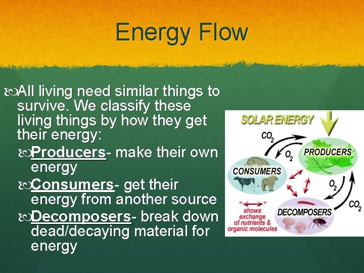 Energy Flow All living need similar things to survive. We classify these living things