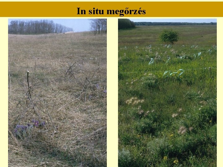 In situ megőrzés In situ megőrzés