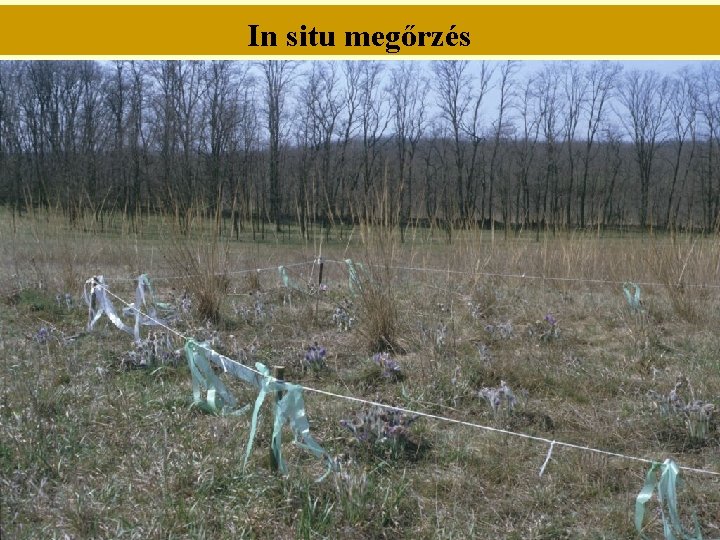 In situ megőrzés 