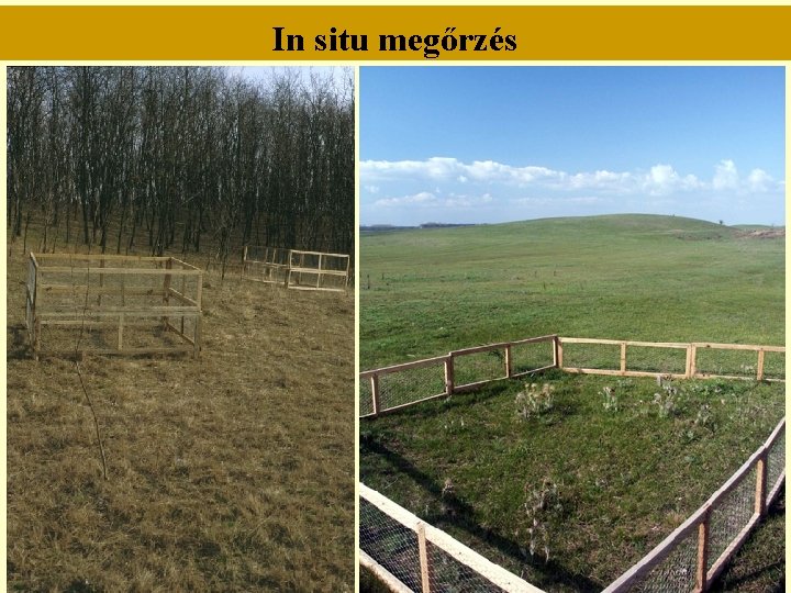 In situ megőrzés In situ megőrzés