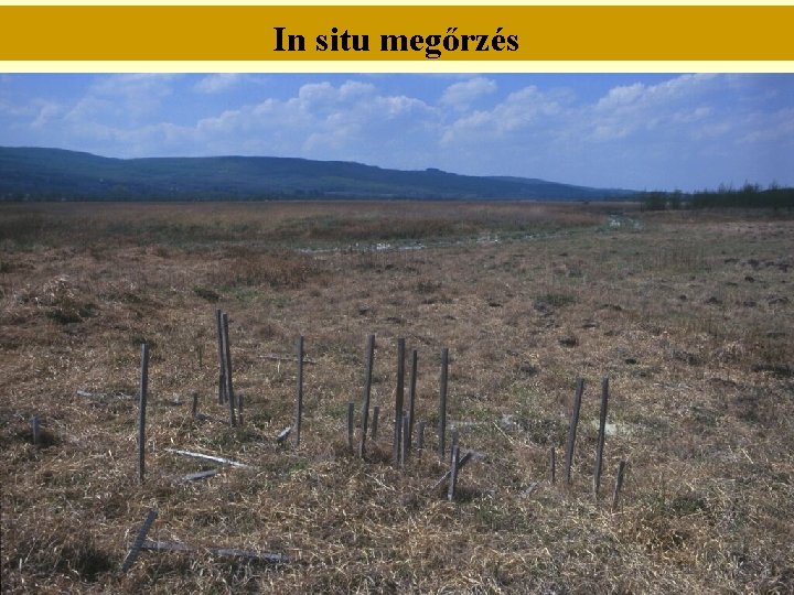 In situ megőrzés 