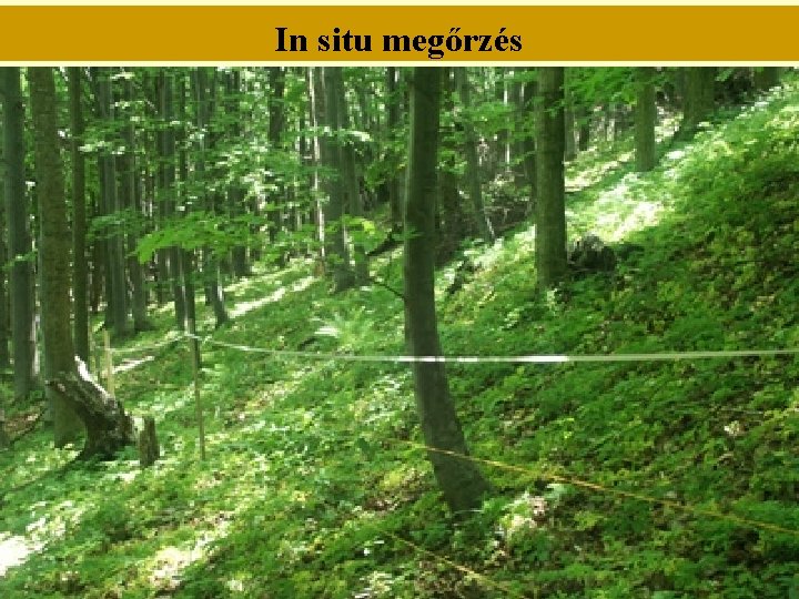 In situ megőrzés In situ megőrzés