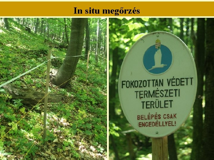 In situ megőrzés 