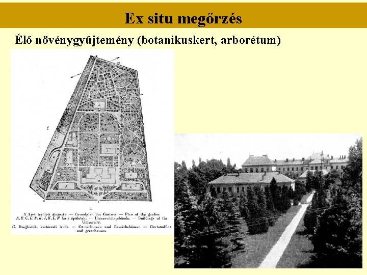 Ex situ megőrzés Élő növénygyűjtemény (botanikuskert, arborétum) 