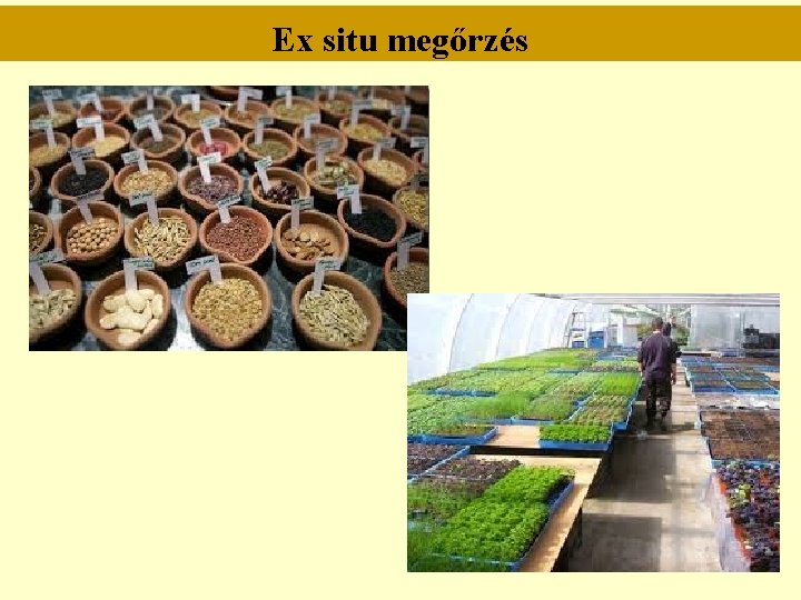 Ex situ megőrzés Ex situ megőrzés