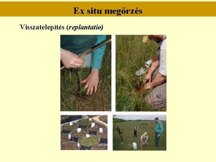 Ex situ megőrzés Visszatelepítés (replantatio) Ex situ megőrzés Visszatelepítés (replantatio)