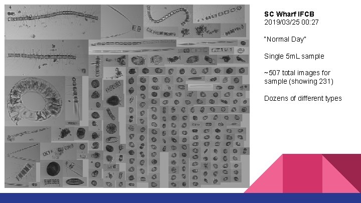 SC Wharf IFCB 2019/03/25 00: 27 “Normal Day” Single 5 m. L sample ~507