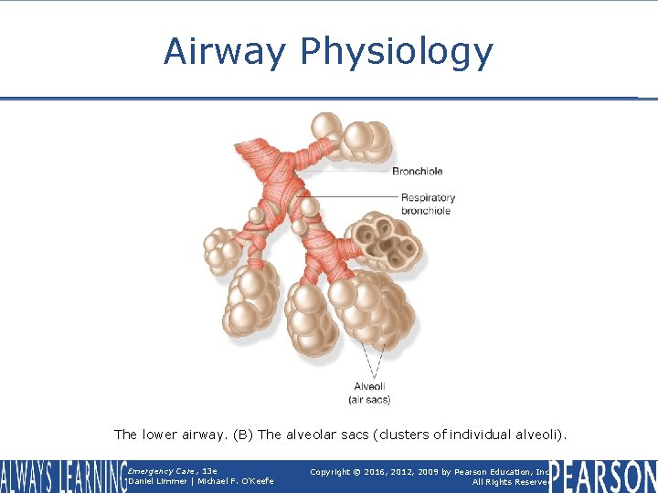 Airway Physiology The lower airway. (B) The alveolar sacs (clusters of individual alveoli). Emergency