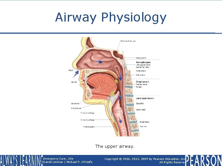 Airway Physiology The upper airway. Emergency Care, 13 e Daniel Limmer | Michael F.