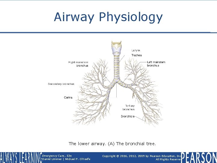 Airway Physiology The lower airway. (A) The bronchial tree. Emergency Care, 13 e Daniel
