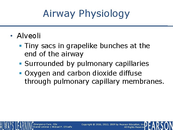 Airway Physiology • Alveoli § Tiny sacs in grapelike bunches at the end of