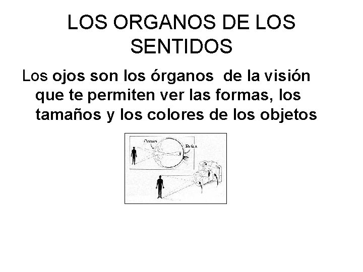 LOS ORGANOS DE LOS SENTIDOS Los ojos son los órganos de la visión que