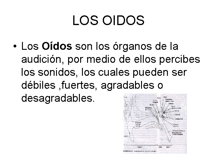 LOS OIDOS • Los Oídos son los órganos de la audición, por medio de