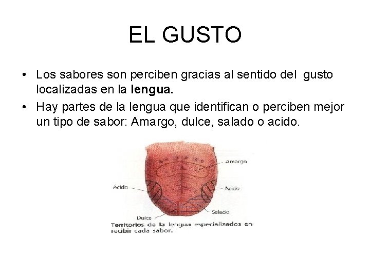 EL GUSTO • Los sabores son perciben gracias al sentido del gusto localizadas en