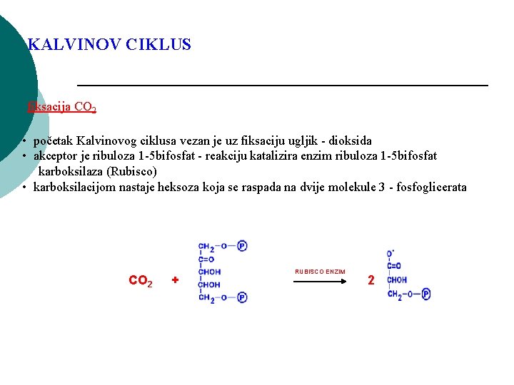 KALVINOV CIKLUS fiksacija CO 2 • početak Kalvinovog ciklusa vezan je uz fiksaciju ugljik