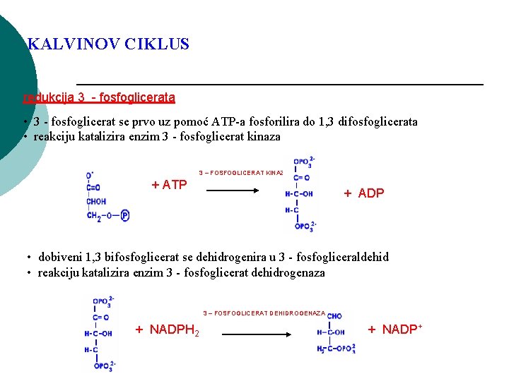 KALVINOV CIKLUS redukcija 3 - fosfoglicerata • 3 - fosfoglicerat se prvo uz pomoć