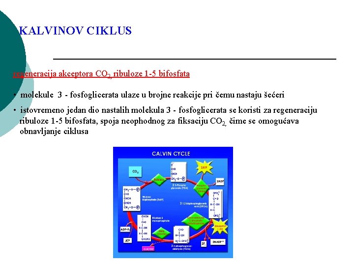 KALVINOV CIKLUS regeneracija akceptora CO 2, ribuloze 1 -5 bifosfata • molekule 3 -