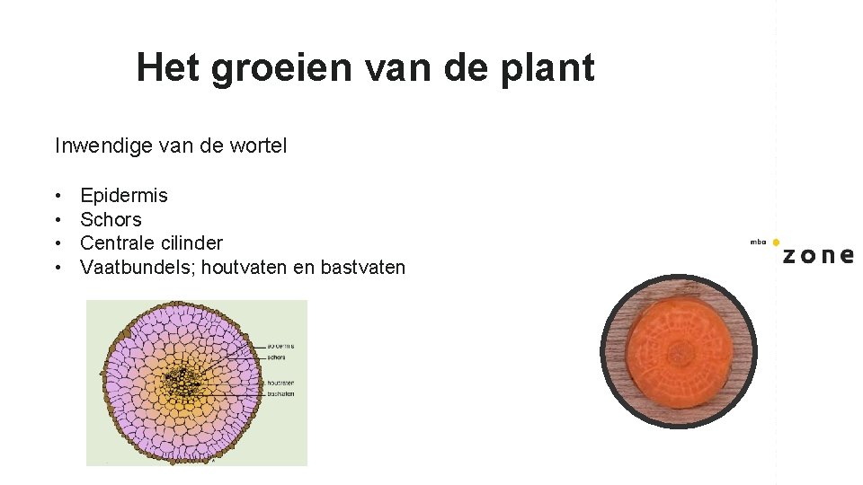 Het groeien van de plant Inwendige van de wortel • • Epidermis Schors Centrale