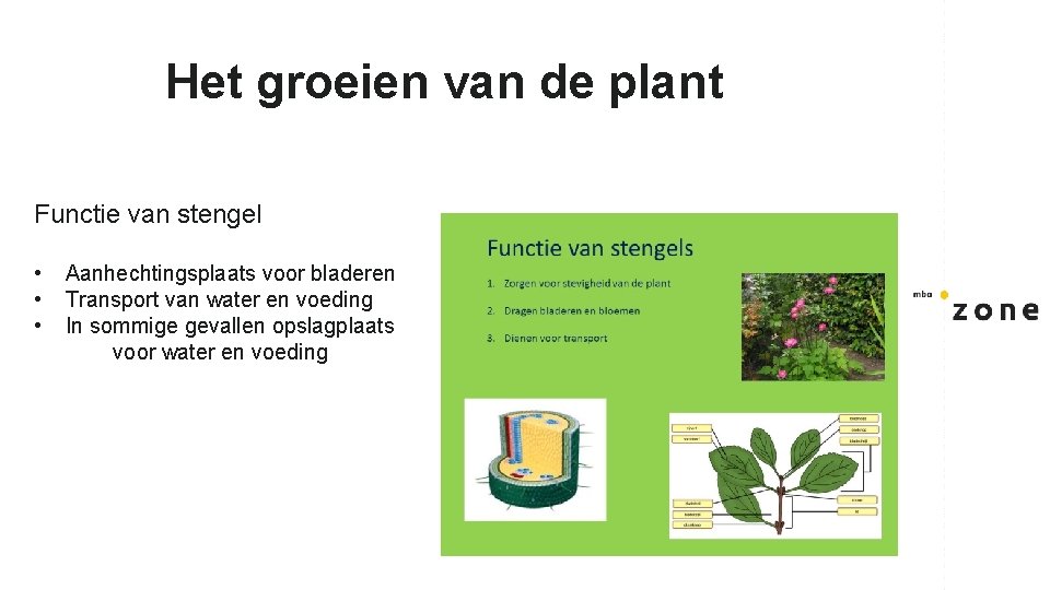 Het groeien van de plant Functie van stengel • • • Aanhechtingsplaats voor bladeren