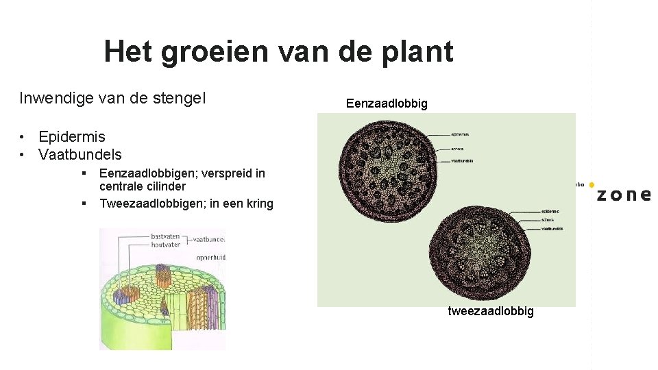 Het groeien van de plant Inwendige van de stengel Eenzaadlobbig • Epidermis • Vaatbundels