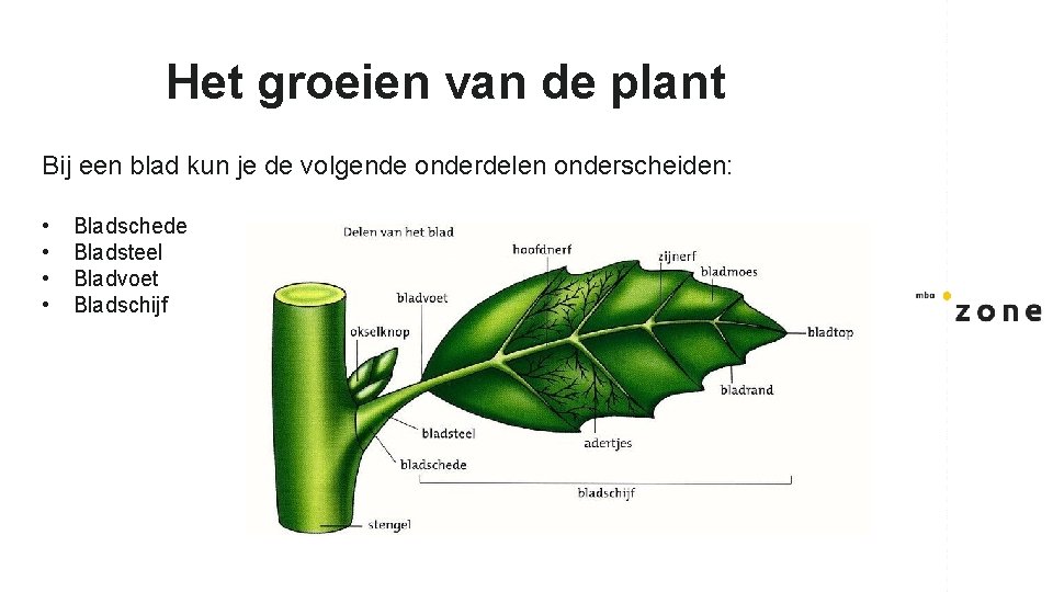 Het groeien van de plant Bij een blad kun je de volgende onderdelen onderscheiden: