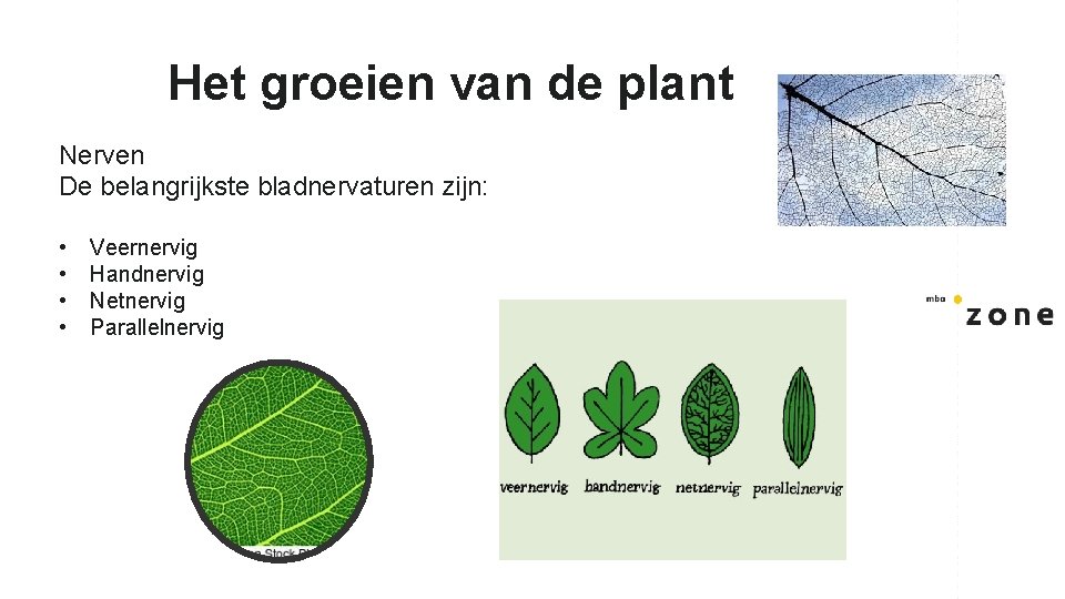 Het groeien van de plant Nerven De belangrijkste bladnervaturen zijn: • • Veernervig Handnervig