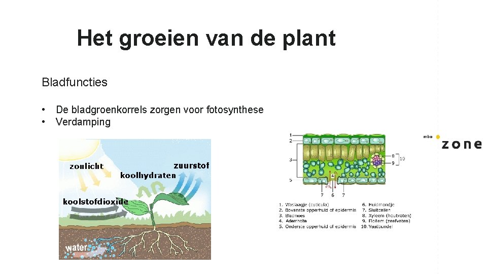 Het groeien van de plant Bladfuncties • • De bladgroenkorrels zorgen voor fotosynthese Verdamping