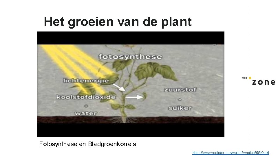 Het groeien van de plant Fotosynthese en Bladgroenkorrels https: //www. youtube. com/watch? v=of. Kp