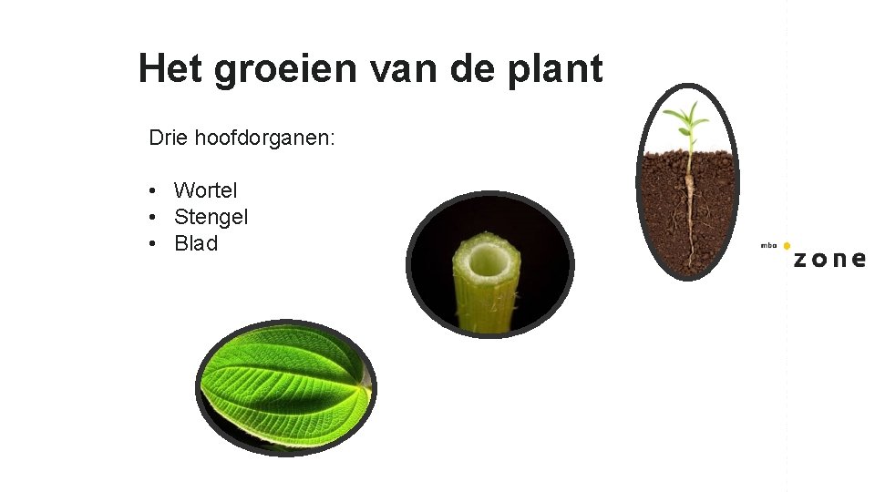 Het groeien van de plant Drie hoofdorganen: • Wortel • Stengel • Blad 