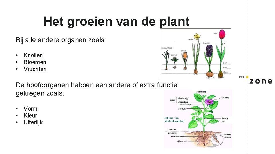 Het groeien van de plant Bij alle andere organen zoals: • • • Knollen