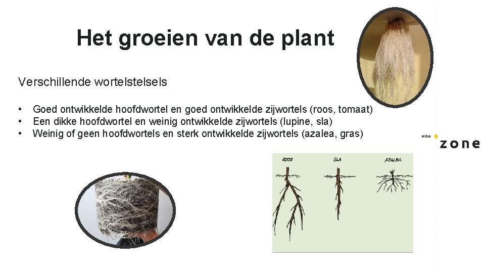 Het groeien van de plant Verschillende wortelsels • • • Goed ontwikkelde hoofdwortel en