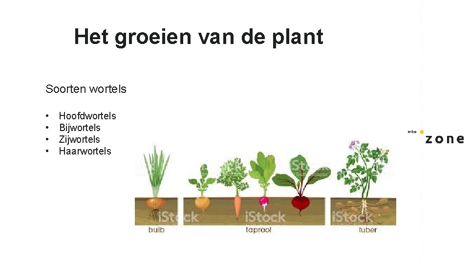 Het groeien van de plant Soorten wortels • • Hoofdwortels Bijwortels Zijwortels Haarwortels 