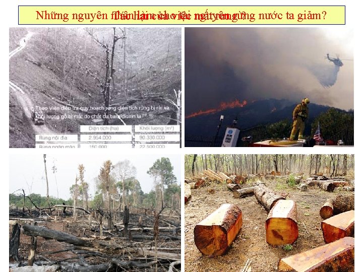 Những nguyên nhân làmcủa choviệc tài nguyên Tác hại mất rừng ? nước ta