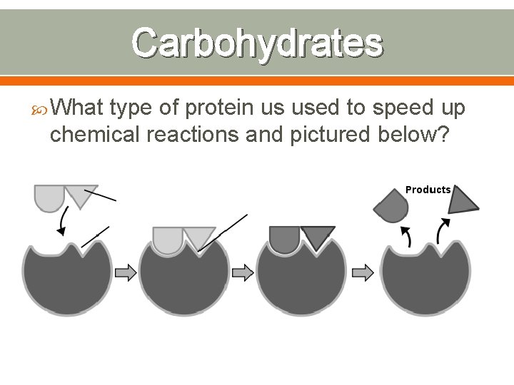 Carbohydrates What type of protein us used to speed up chemical reactions and pictured