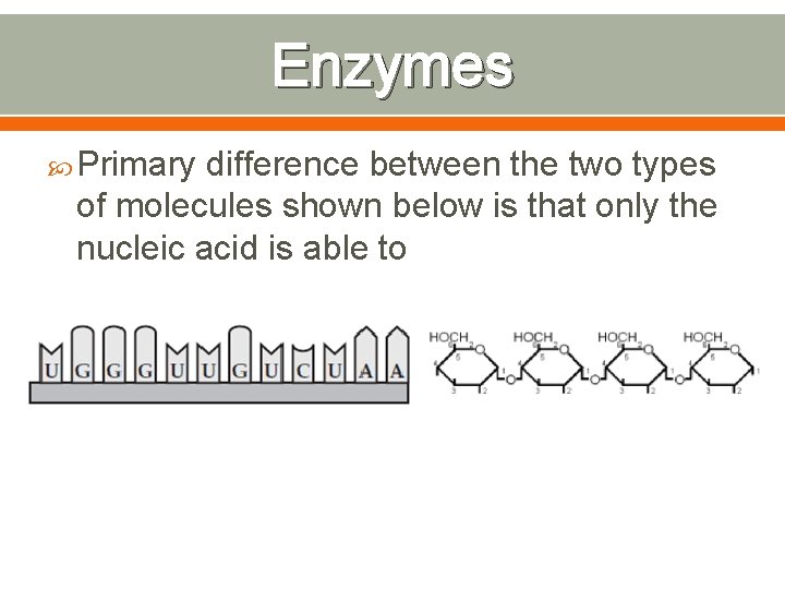 Enzymes Primary difference between the two types of molecules shown below is that only