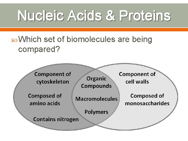 Nucleic Acids & Proteins Which set of biomolecules are being compared? 