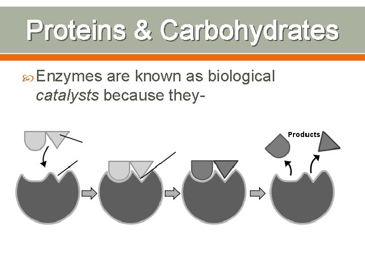 Proteins & Carbohydrates Enzymes are known as biological catalysts because they- 