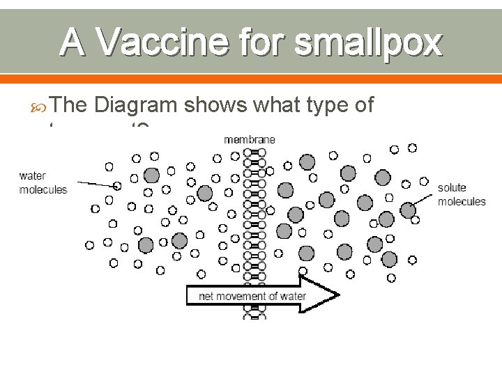 A Vaccine for smallpox The Diagram shows what type of transport? 