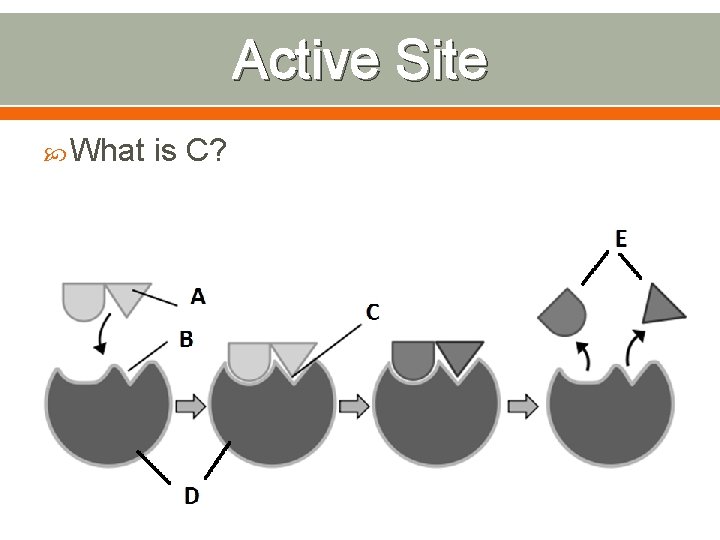 Active Site What is C? 