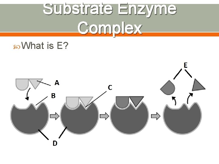 Substrate Enzyme Complex What is E? 