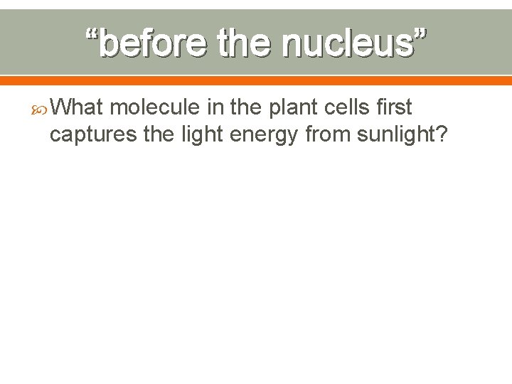 “before the nucleus” What molecule in the plant cells first captures the light energy