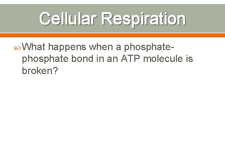 Cellular Respiration What happens when a phosphate bond in an ATP molecule is broken?