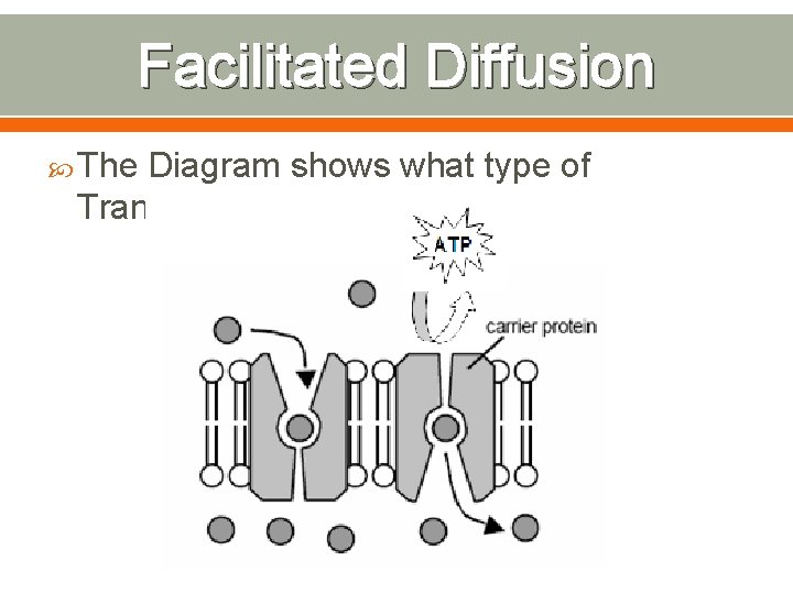 Facilitated Diffusion The Diagram shows what type of Transport? 