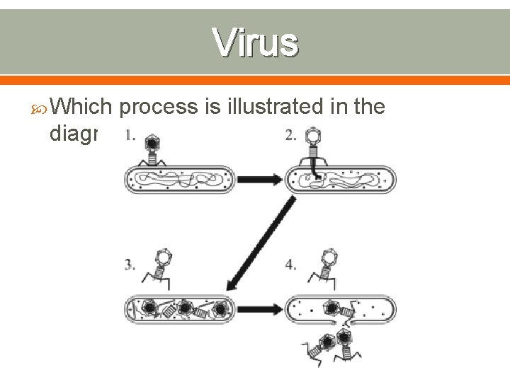 Virus Which process is illustrated in the diagram? 
