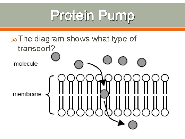 Protein Pump The diagram shows what type of transport? 