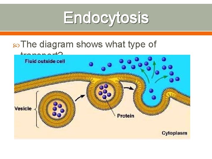 Endocytosis The diagram shows what type of transport? 