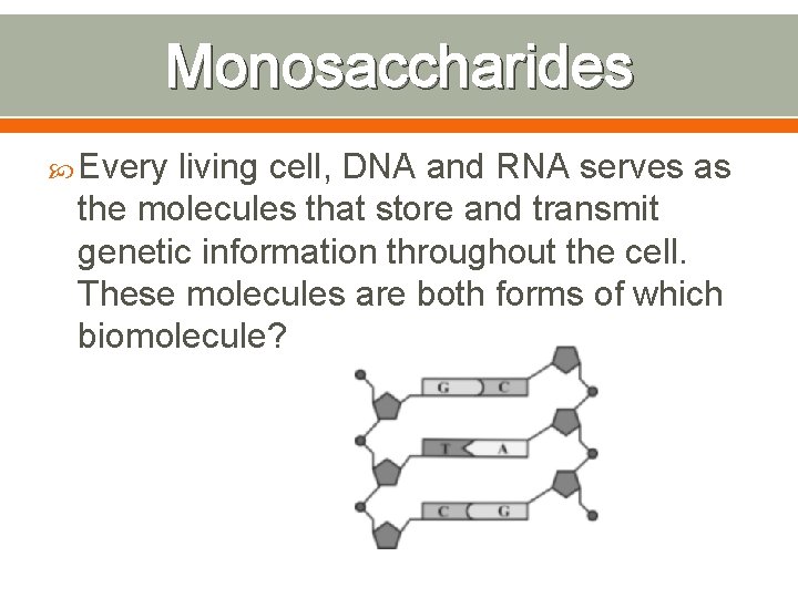 Monosaccharides Every living cell, DNA and RNA serves as the molecules that store and